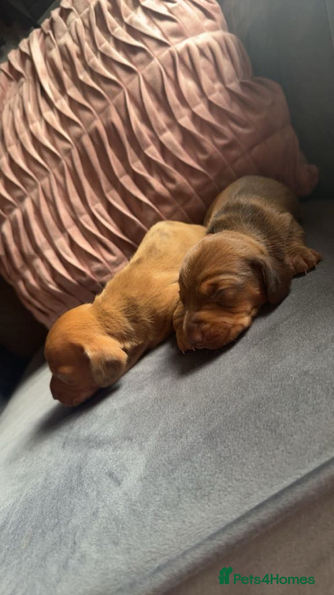Miniature Dachshund dogs for sale: 3 gorgeous miniature daschunds - Image 9