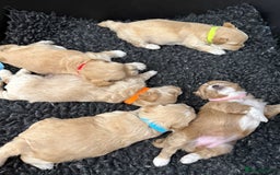 Maltipoo dogs for sale: Beautiful Male Maltipoo F1 Pups - Image 9