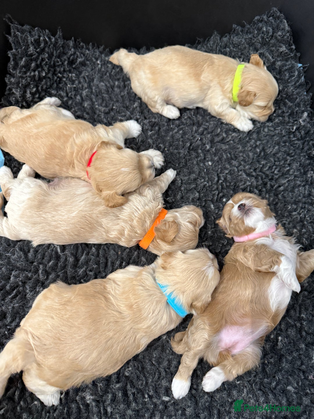 Maltipoo dogs for sale: Beautiful Male Maltipoo F1 Pups - Image 9