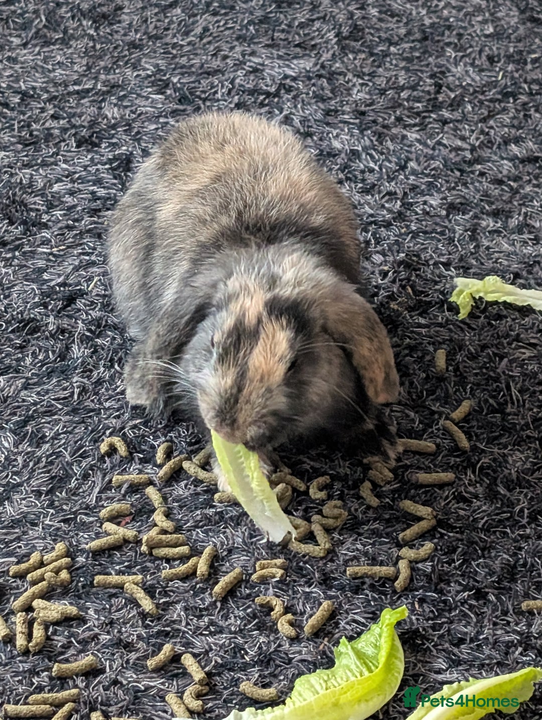 Harlequin rabbits for sale: 2 bonded harlequin males for sale - Advert 3