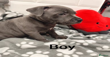 Staffordshire Bull Terrier dogs - Advert 1