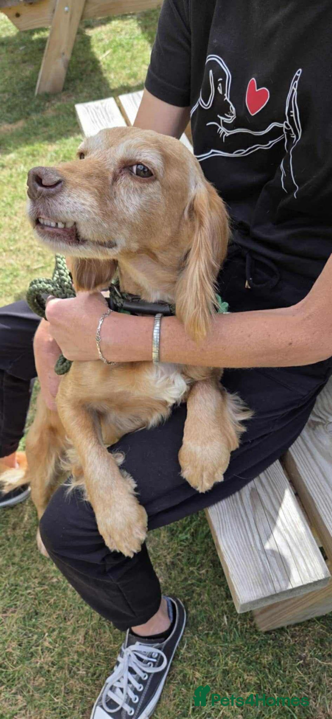 Cocker Spaniel dogs for adoption: Bob needs a loving home  - Advert 4