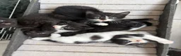 Scottish Fold cats for sale: Scottish Fold Mix Kitten  - Advert 7