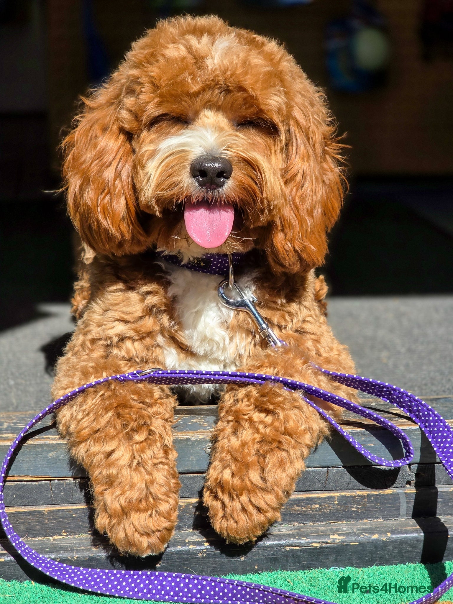 Cavapoo dogs for stud: Cavapoo avaiable for stud - Advert 3