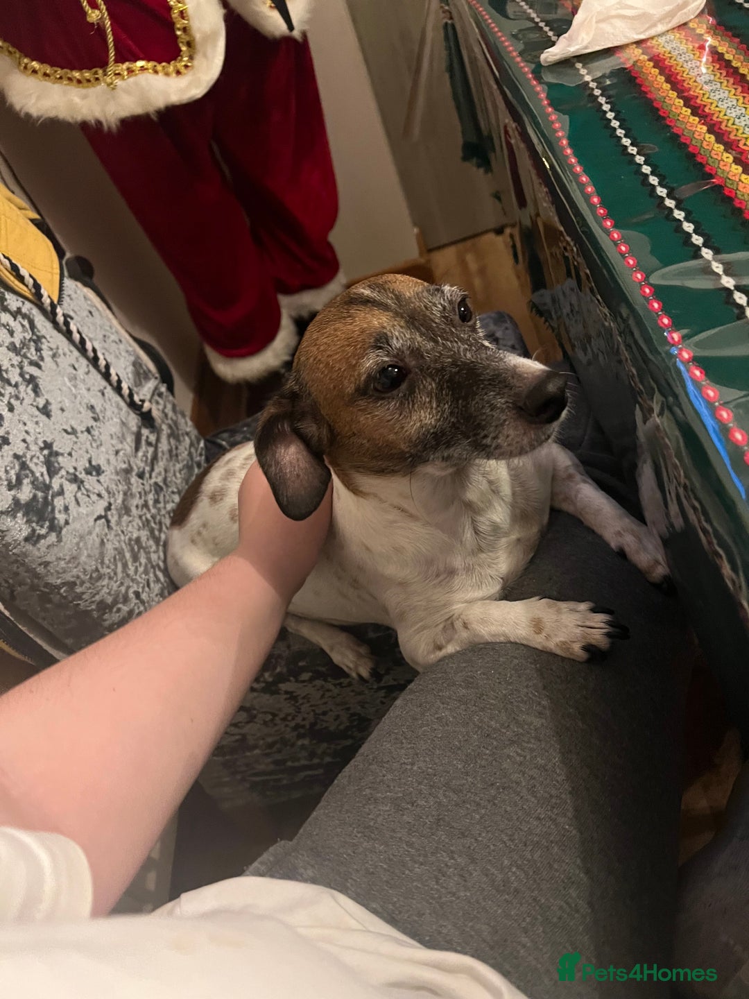 Jack Russell dogs for sale: 3 Jack Russell Puppies  - Image 10
