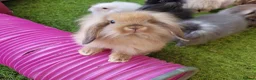 Mini Lion Lop rabbits for sale: Stunning Mini Lion Lops - READY SATURDAY - Advert 13