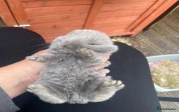 Mini Lop rabbits for sale: 4 beautiful mini lop bunnies🩵🩷 - Image 7