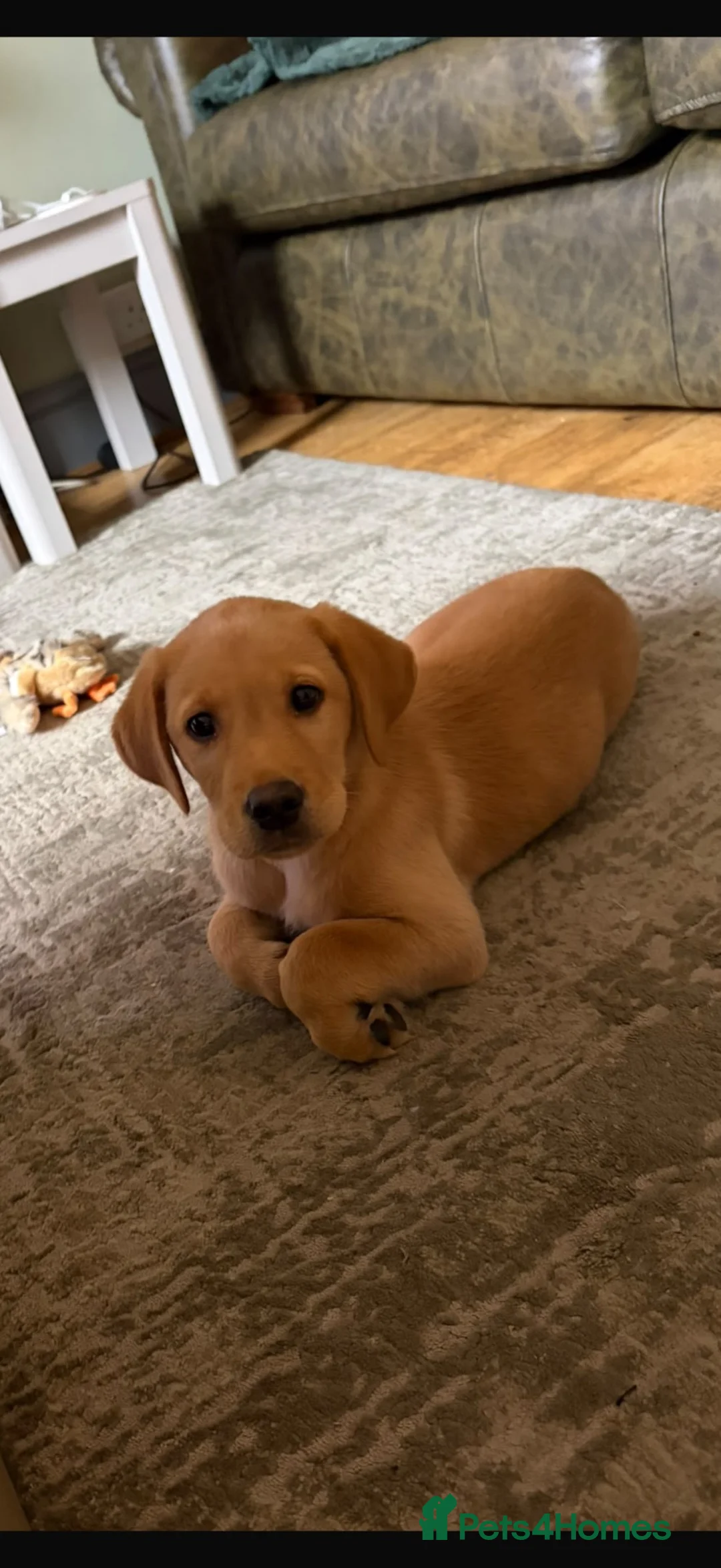 Labrador Retriever dogs for sale: Labrador male puppy - Advert 1