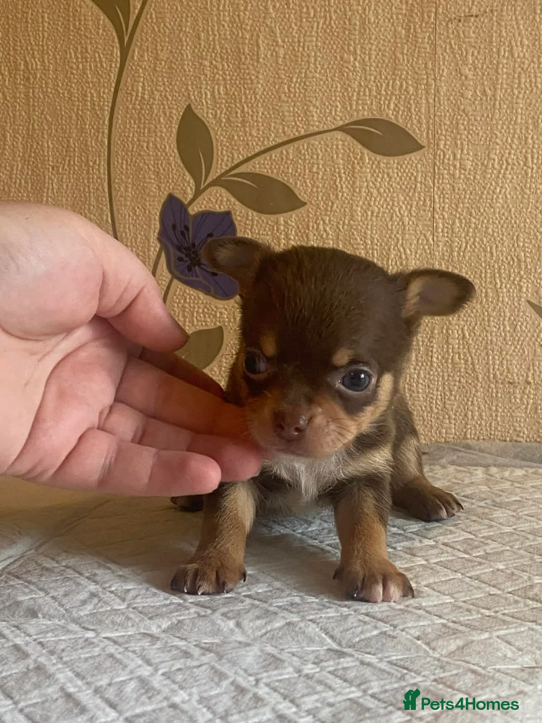 Chihuahua dogs for sale: chihuahua puppis for sale  - Advert 17