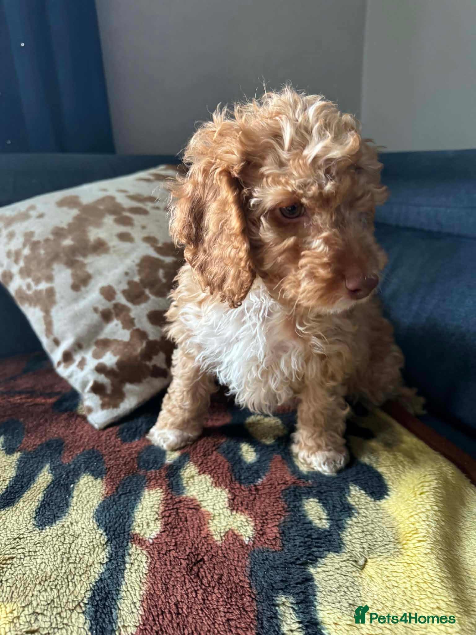 Cockapoo dogs BOY READY NOW!! Beautiful cockapoo puppy 🐶  - Advert 2