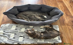 Domestic Shorthair cats for sale: Beautiful girl kittens available - Image 10