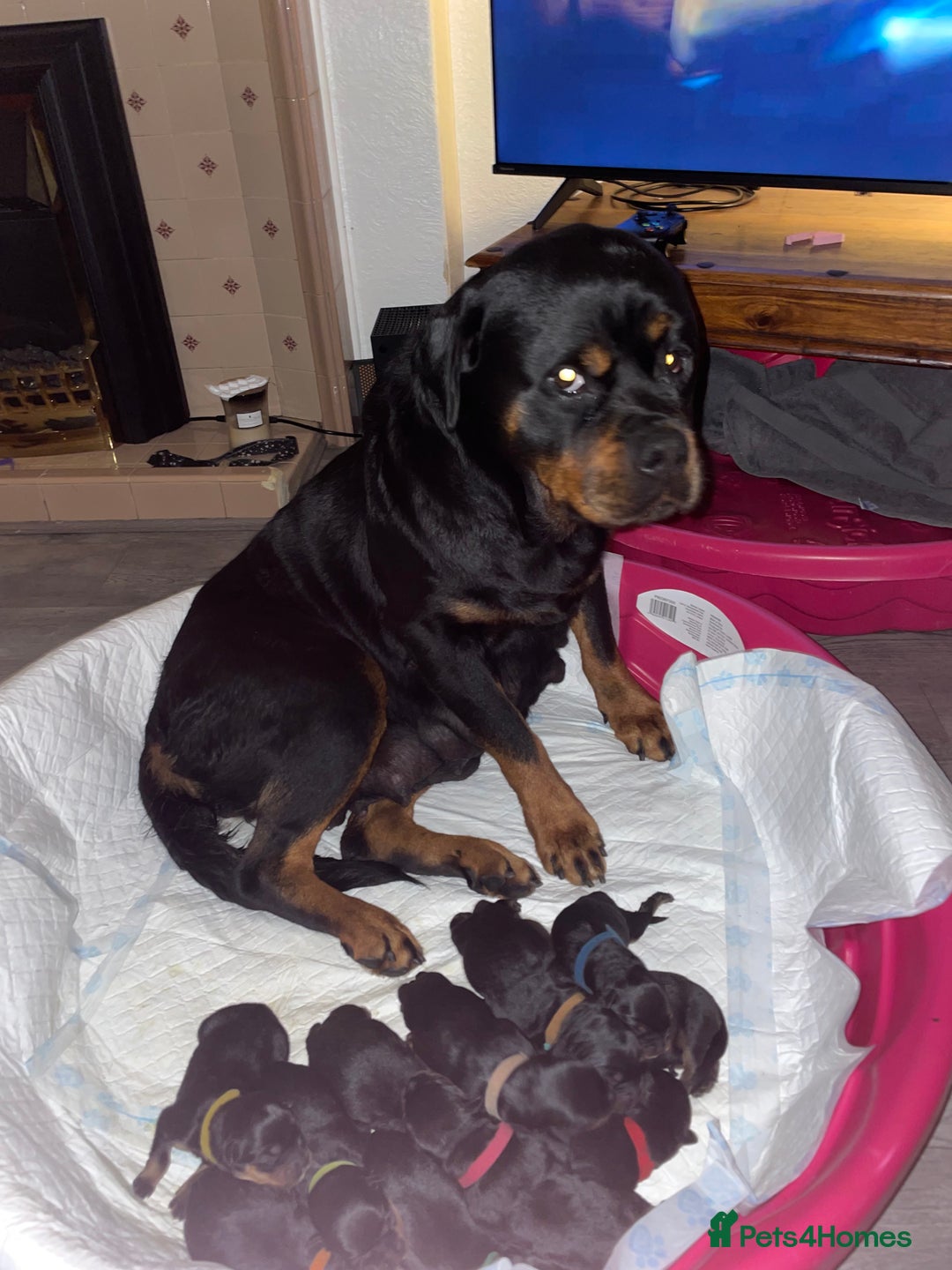 Rottweiler dogs for sale: 11 Chucky Rottweiler puppies for sale  - Image 17