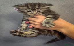 Maine Coon cats for sale: Full breed Mainecoon kittens ready 29th September  - Image 14