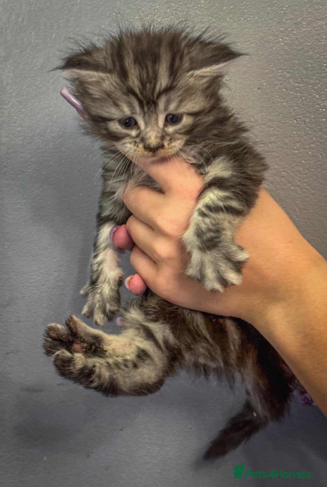 Maine Coon cats for sale: Full breed Mainecoon kittens ready 29th September  - Image 14