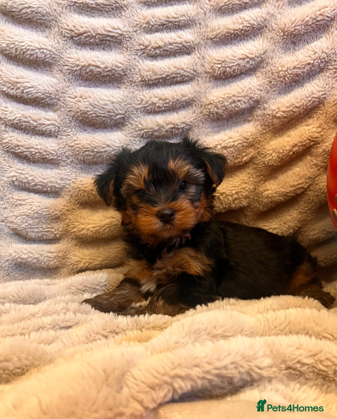 Yorkshire Terrier dogs for sale: Yorkshire terrier puppy’s  - Advert 7