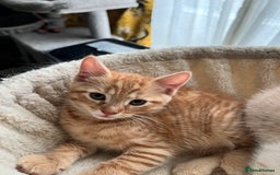Mixed Breed cats for sale: Adorable kittens looking for loving homes - Image 3