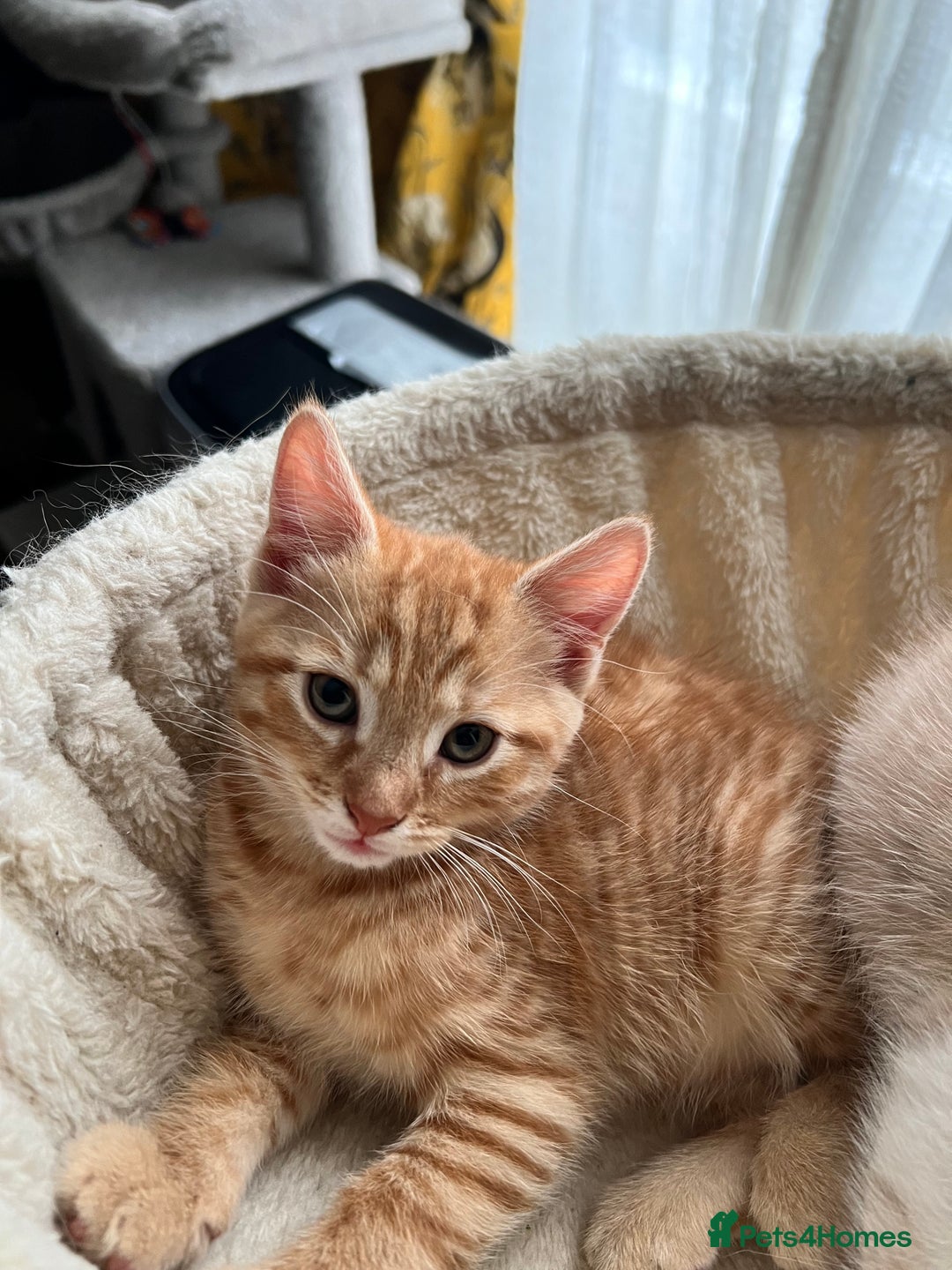 Mixed Breed cats for sale: Adorable kittens looking for loving homes - Image 3