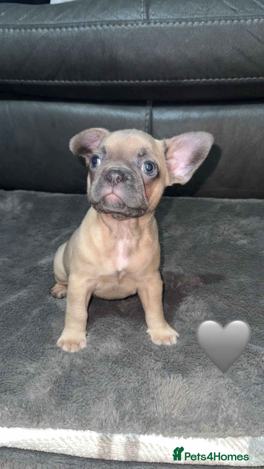 French Bulldog dogs for sale: French Bulldog Pups - Blue & New Shade Isabella 🐾 - Advert 9
