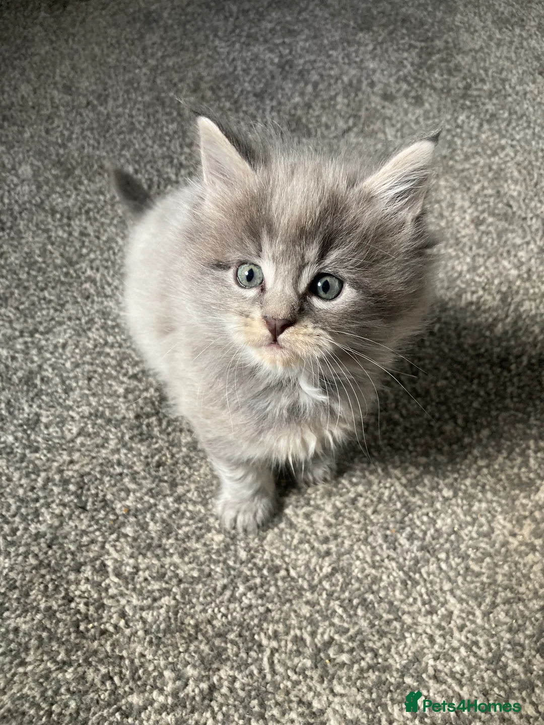 Maine Coon cats for sale: Maine Coon kittens - Advert 3