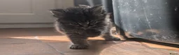 Persian cats for sale: Irresistible Russian Blue Persian Kittens. - Advert 12