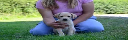Labrador Retriever dogs for sale: 4 KC Registered Labrador Dog pups - Advert 3