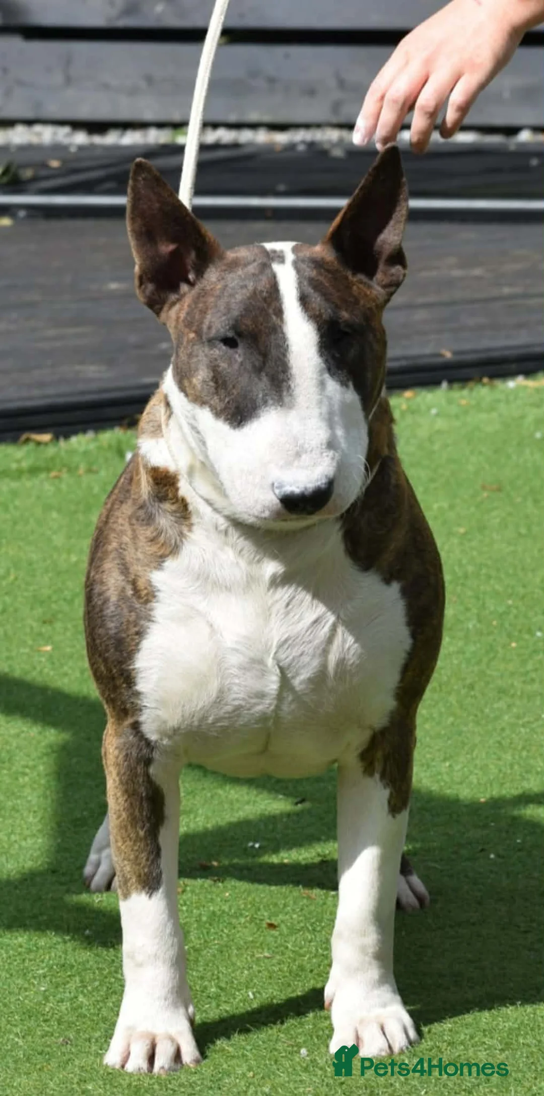 Bull Terrier dogs for sale: Quality Bull Terrier Puppies - Advert 20