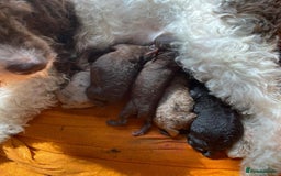 Miniature Poodle dogs for sale: 🐩Extensively Health Tested Miniature Poodles🐩 - Image 5