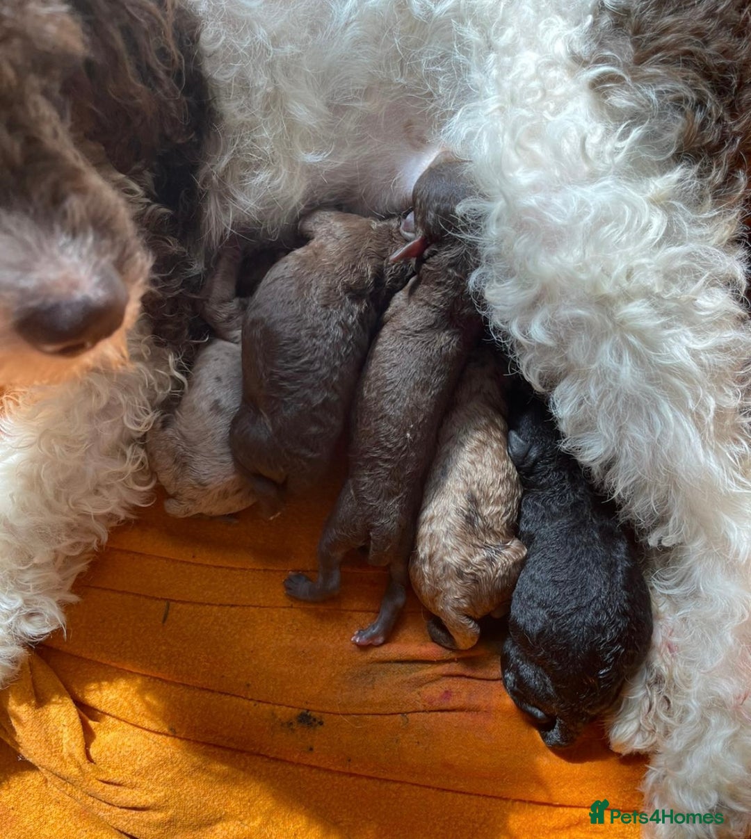 Miniature Poodle dogs for sale: 🐩Extensively Health Tested Miniature Poodles🐩 - Image 5