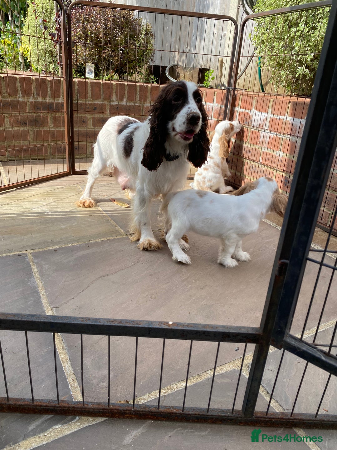 Cocker Spaniel dogs for sale: OUT STANDING  GORGEOUS SHOW TYPE COCKER SPANIEL  - Image 20