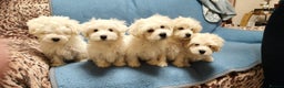 Mixed Breed dogs for sale: Maltese / Bichon Frise Puppies - Advert 2