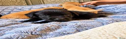 Labrador Retriever dogs for sale: 🐾 Beautiful Labrador Puppies in Welshpool - Advert 3