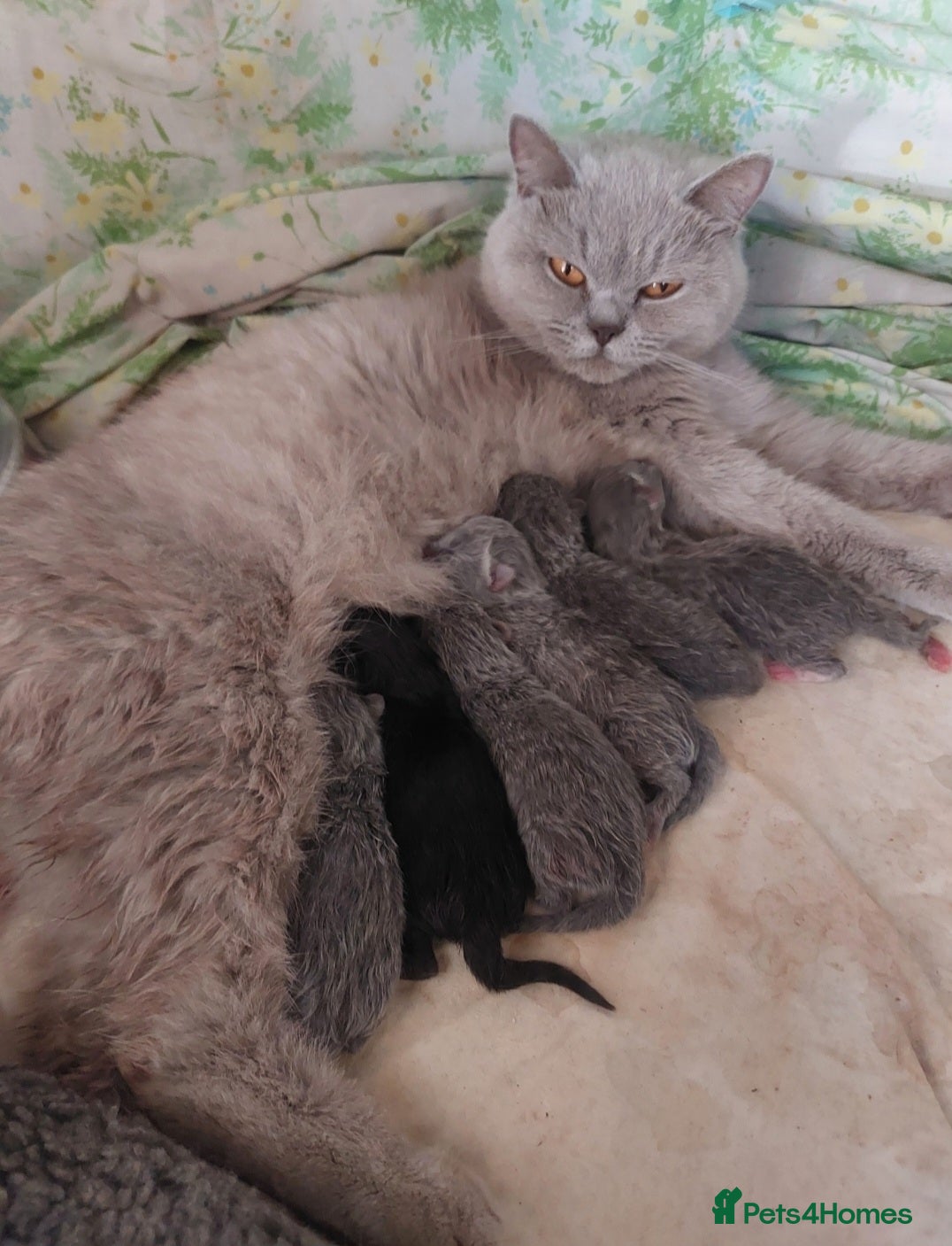British Shorthair cats Beatiful Mix-Breed Kittens  - Advert 4