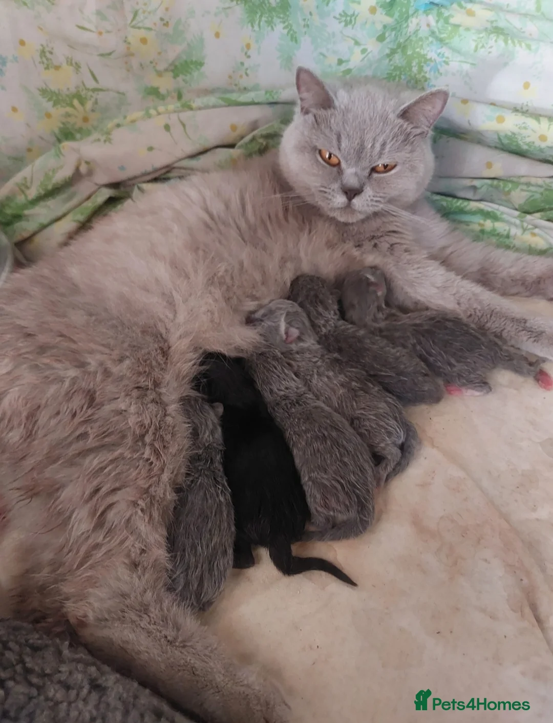 British Shorthair cats for sale: Beatiful Mix-Breed Kittens  in Croydon - Advert 1