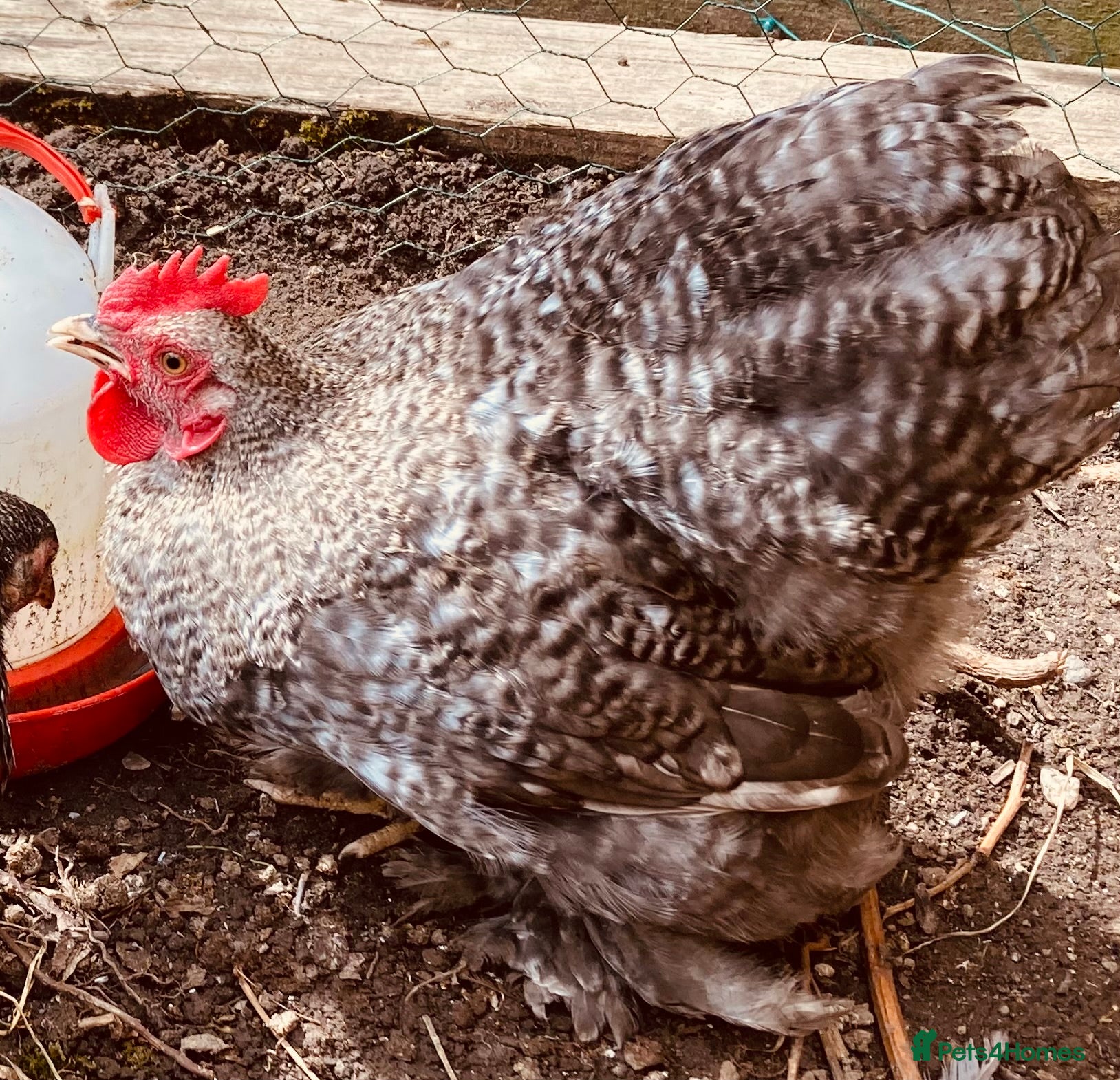 Chickens poultry for sale: Six pekins (mixed colours and ages) in Tipton - Advert 2