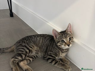Mixed Breed cats for sale - Advert 1
