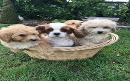 Cavapoochon dogs for sale: Cavapoochon puppys  - Image 4
