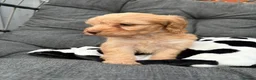 Cockapoo dogs for sale: Toy cockapoo in Nottingham - Advert 10