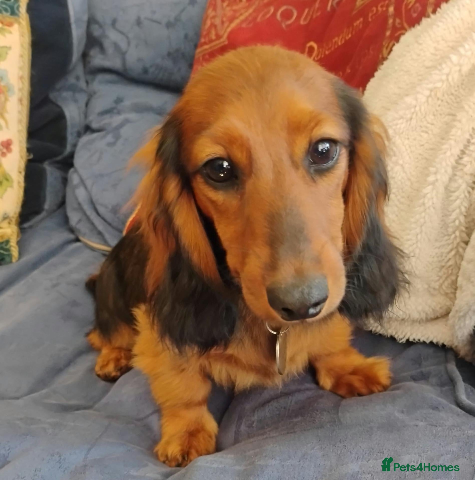 Miniature Dachshund dogs K.C. Reg. Longhaired Miniature Males - Advert 15
