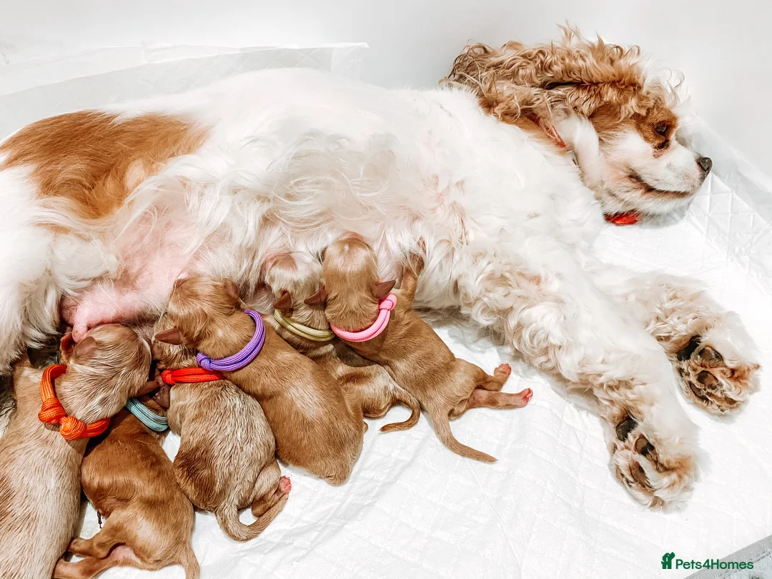 Toy Poodle dogs for stud:  **  Asian KC Toy Poodle for Stud DNA tested in Rickmansworth - Advert 18