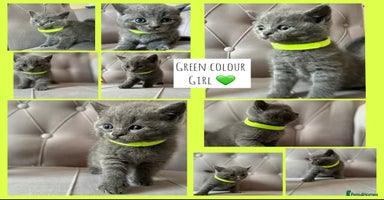 Scottish Fold cats - Advert 1