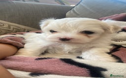 Maltese dogs for sale: All white - Image 2