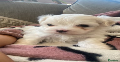 Maltese dogs - Advert 14
