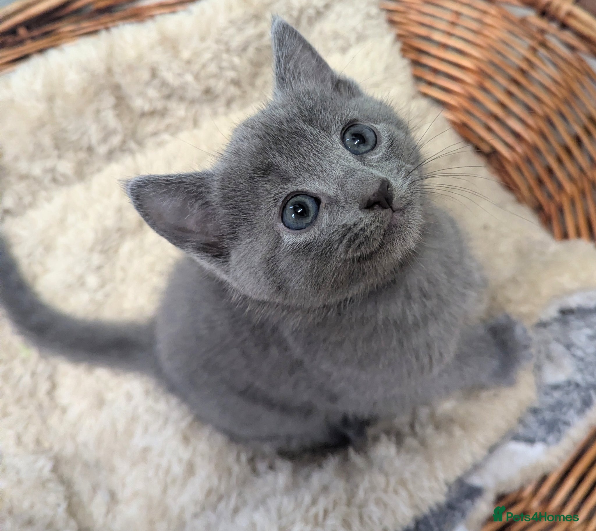 Russian Blue cats TICA Registered well socialised male kitten - Advert 2