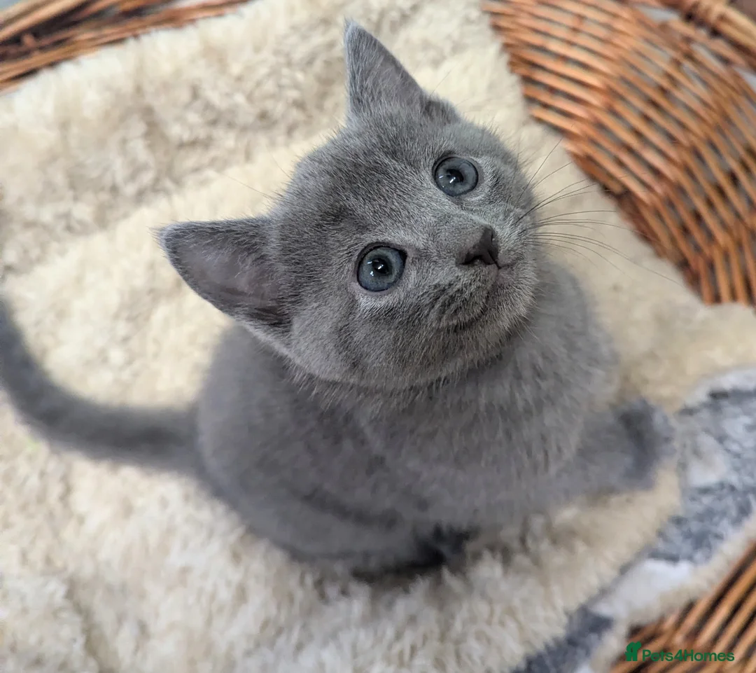 Russian Blue cats for sale: TICA Registered well socialised male kitten - Advert 2