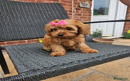 Cavapoo dogs for sale: F1b red cavapoo  - Image 7