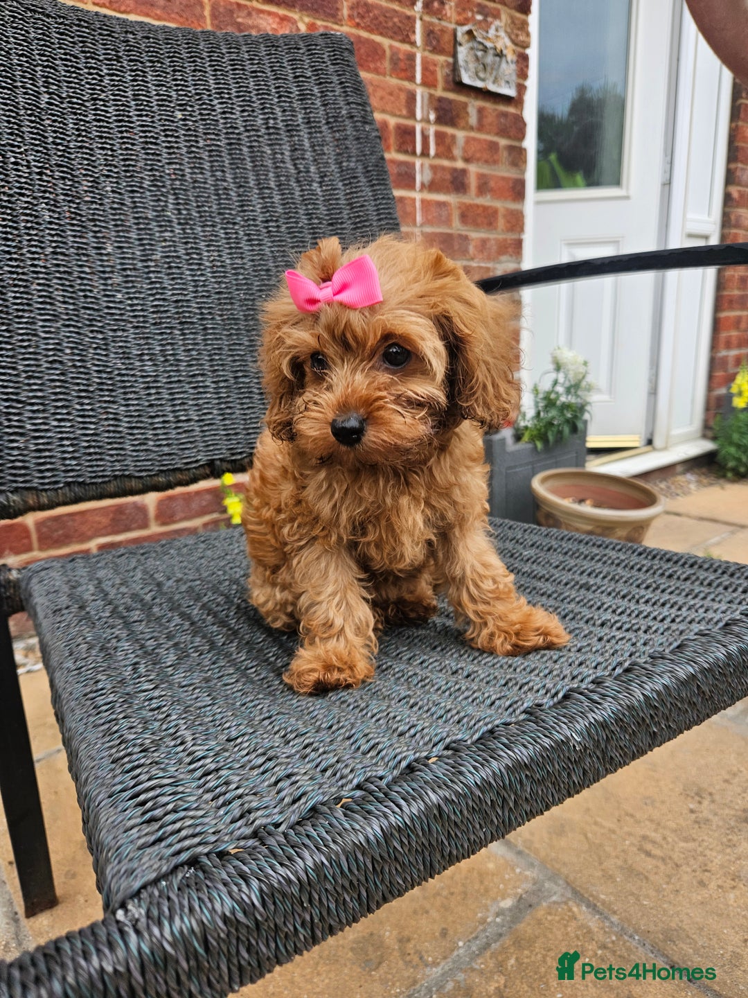 Cavapoo dogs for sale: F1b red cavapoo  - Image 7