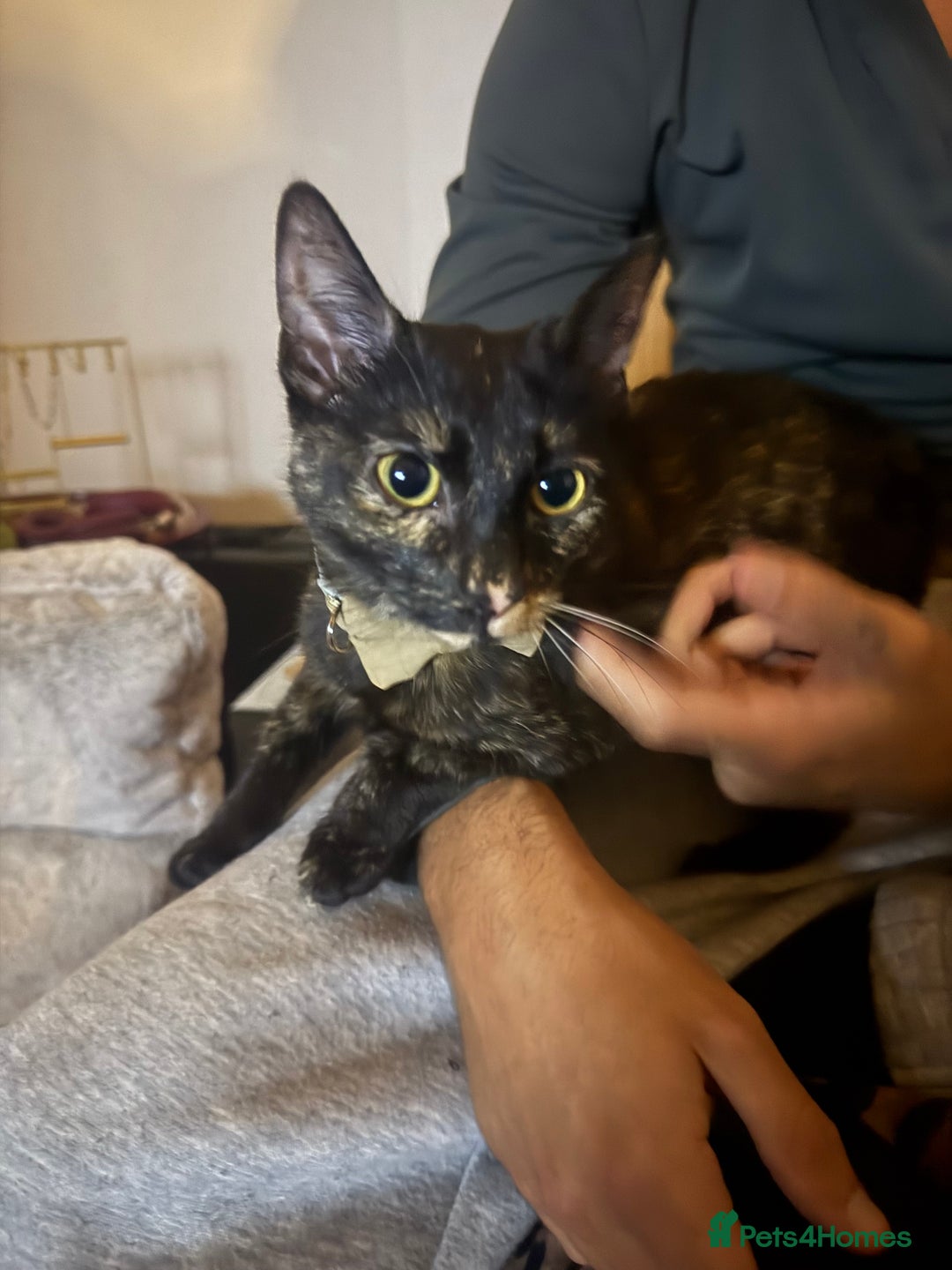 Mixed Breed cats for sale: Two cats can be sold separately or together  - Advert 3