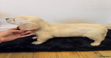 Golden Retriever dogs - Advert 2