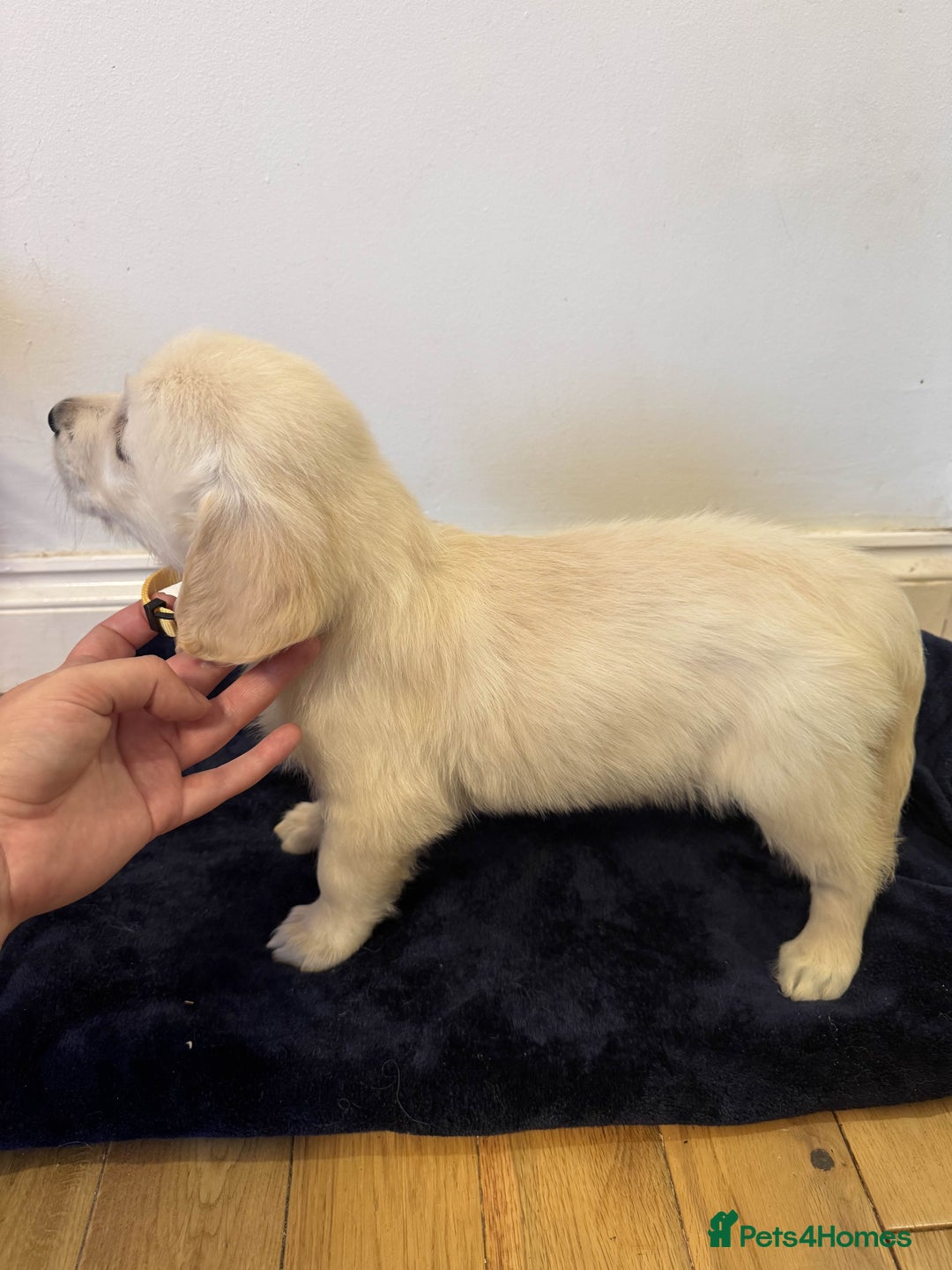 Golden Retriever dogs for sale: Perfect bundles of joy - Image 3