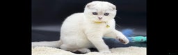 Scottish Fold cats for sale: Scottish Fold Kittens with TICA Registration - Advert 12